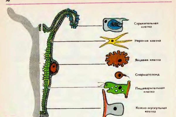 Kraken com зеркало